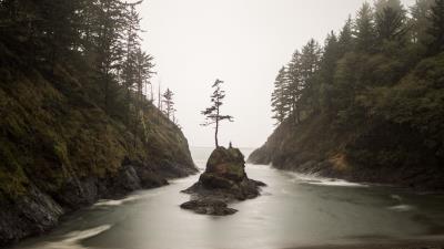 Island bay trees 4k wallpaper