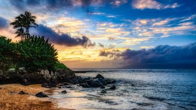 Island beach palm trees 4k wallpaper