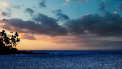 Island palm sea 4k wallpaper