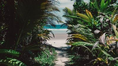 Island tropical palm trees 4k wallpaper