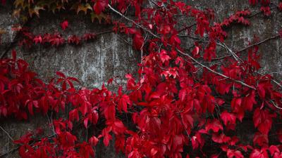 Ivy leaves plant 4k wallpaper