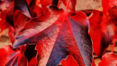 Ivy leaves red 4k wallpaper