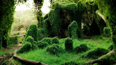 Ivy trees bushes 4k wallpaper