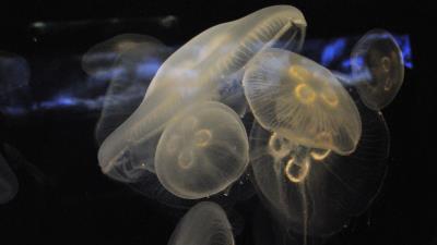 Jellyfish underwater close up 4k wallpaper