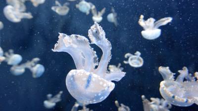 Jellyfish underwater tentacles swimming 4k wallpaper
