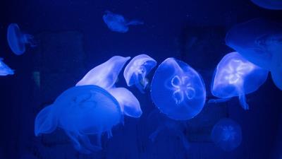 Jellyfish underwater tentacles 4k wallpaper