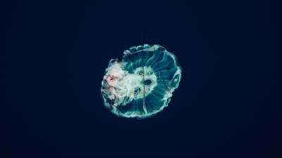 Jellyfish underwater world tentacles ocean 4k wallpaper