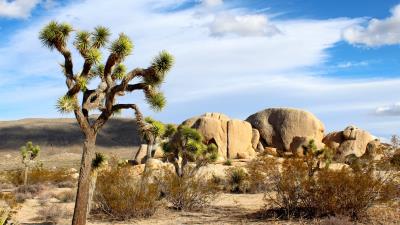Joshua national park mojave sand 4k wallpaper