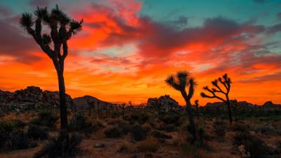 Joshua tree park sunset trees 4k wallpaper