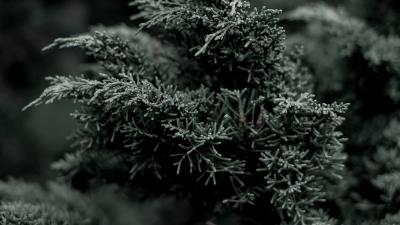 Juniper needles evergreen 4k wallpaper