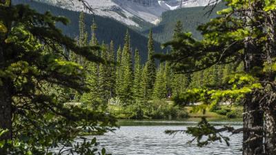 Lake branches water 4k wallpaper