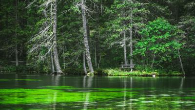Lake coast forest image 4k wallpaper