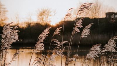 Lake coast grass 4k wallpaper