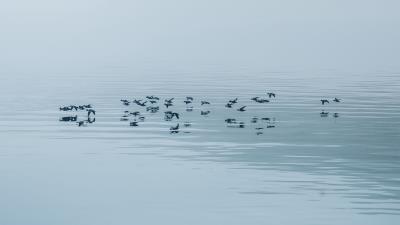 Lake fog birds 4k wallpaper