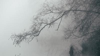 Lake fog branches 4k wallpaper