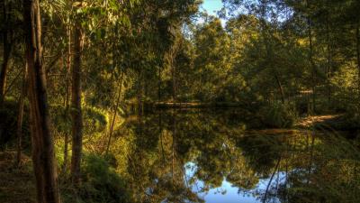 Lake forest landscape 4k wallpaper