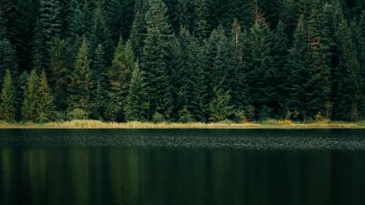 Lake forest shore 4k wallpaper