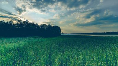 Lake grass trees evening 4k wallpaper