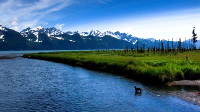 Lake island wood coals dog 4k wallpaper