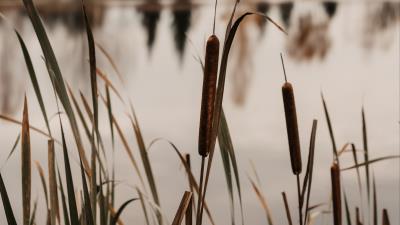 Lake reed grass 4k wallpaper