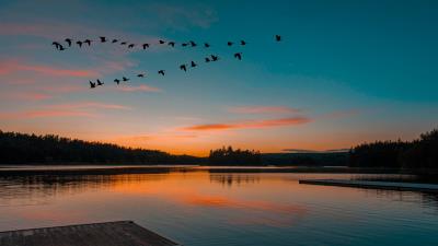 Lake sunset birds 4k wallpaper