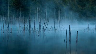 Lake trees fog 4k wallpaper