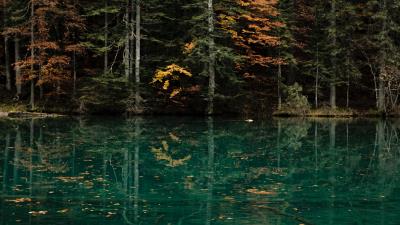 Lake trees forest image 4k wallpaper