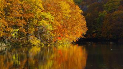 Lake trees reflections 4k wallpaper