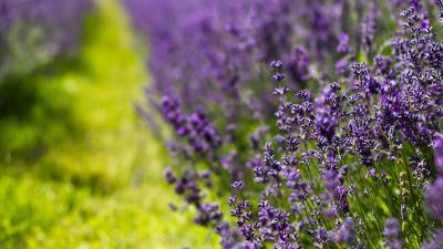 Lavender flowers lilac summer 4k wallpaper
