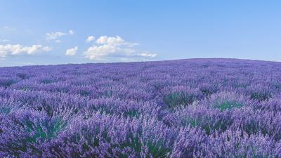 Lavender wildflowers flowers 4k wallpaper