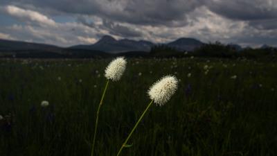 Lawn grass flowers 4k wallpaper