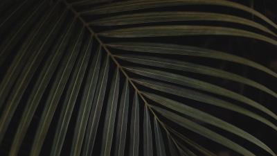 Leaf carved plant green 4k wallpaper