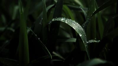Leaf drops macro 4k wallpaper