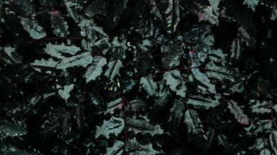 Leaf drops plant 4k wallpaper