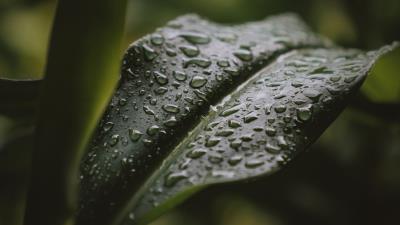 Leaf drops water 4k wallpaper