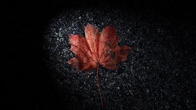 Leaf dry brown 4k wallpaper