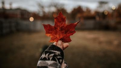 Leaf hand dry 4k wallpaper