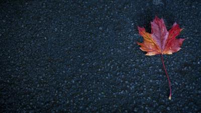 Leaf maple autumn image 4k wallpaper