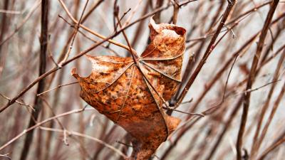 Leaf maple dry branches 4k wallpaper
