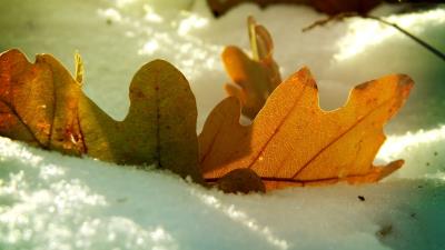 Leaf oak autumn snow winte 4k wallpaper