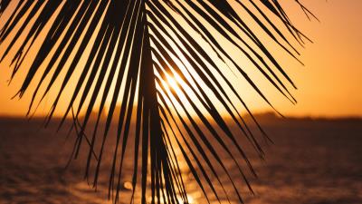 Leaf palm sunset 4k wallpaper