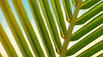 Leaf palm tree branch close up 4k wallpaper