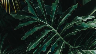 Leaf plant green 4k wallpaper