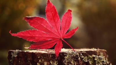 Leaf red 4k wallpaper