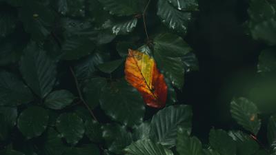 Leaf veins autumn 4k wallpaper
