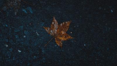 Leaf wet maple 4k wallpaper