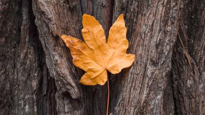 Leaf yellow dry image 4k wallpaper