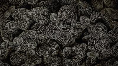 Leaves aerial view green 4k wallpaper