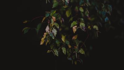 Leaves autumn dark 4k wallpaper