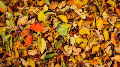 Leaves autumn dry fallen image 4k wallpaper